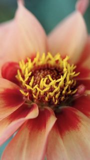 Dahlien aus Samen ziehen. Einfach & preiswert zum Blütenmeer
Was viele nicht wissen: Dahlien lassen sich auch aus Samen ziehen. Die Aussaat gelingt (ab Mitte März) zuverlässig und ist oft sogar noch einfacher als andere Sommerblumen vorzuziehen. Am schwierigsten ist die Entscheidung für eine bestimmte Dahliensorte.
Geht es nach den Bienen, säen Sie am besten niedrige Dahlien mit ungefüllten Blüten wie Mignon-Dahlien, Collarette-Dahlien oder auch einfache Cactus-Dahlien. Die Pflanzen werden angeblich nur etwa 50 cm hoch, doch meiner Erfahrung nach sind sie im Herbst dann doch gut 70 cm.
Warum Dahlien säen?
Weil man so sehr preiswert viele hübsche Dahlien bekommt, die bis in den Herbst hinein blühen.
Weil man beim Bepflanzen von Beeten und Balkonkästen richtig aus dem Vollen schöpfen kann.
Und weil es Spaß macht, Dahlien beim Wachsen und Blühen zuzusehen.
Im Blog: Dahlien aus Samen ziehen. Einfach & preiswert zum Blütenmeer
https://www.wo-blumenbilder-wachsen.de/dahlien-aus-samen-ziehen/
Kurzlink: https://www.insbeet.de/Dahlien_Aussaat
Meine Dahlien im Garten: http://www.insbeet.de/Dahlienbilder
#dahlien #dahlia #gartenwissen #gartentipps #überwintern #winterquartier #knollen #blumenzwiebeln #garten #keller #blumen #blumenbilder #dahlie #pflanzenliebe #blumenliebe #blume #blumenmachenglücklich #pflanzen #gärtnern #gartentipp #gartenliebe #blumengarten #meingarten #pflanzenpflege #grünerdaumen #gartenarbeit #gartenfreunde #pflanzenwissen #gartenfragen #omsystemde