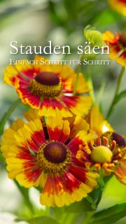 Stauden säen ist so einfach wie Sommerblumen säen
Stauden säen lohnt sich wenn das Budget klein ist, aber viele Pflanzen gewünscht sind. Kleiner Aufwand für die richtig große Show im Garten
Im Blog: Stauden säen in 10 Schritten einfach erklärt
https://www.wo-blumenbilder-wachsen.de/stauden-saen-in-10-schritten/
Kurz: https://www.insbeet.de/Stauden_Aussaat