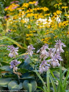 Stauden teilen und verjüngen in 5 Schritten

Jetzt im Vorfrühling ist für viele Stauden die beste Zeit sie zu teilen. Doch weshalb ist das gut für die Pflanzen und worauf sollte man achten?

+ Geteilte Stauden leben länger
+ sind vitaler
+ blühen üppiger
+ sind identische Abbilder ihrer Mutterpflanze. Dies im Gegensatz zu Sämlingen, die die Gene beider Elternteile in sich tragen und sich nach der Mendelschen Vererbungslehre vermehren.

Außerdem im Blog
+ Der beste Zeitpunkt zum Teilen
+ Stauden, die man NICHT teilen kann

Im Blog: Stauden teilen und verjüngen in 5 Schritten
https://www.wo-blumenbilder-wachsen.de/stauden-teilen-vermehren-verjuengen/

Kurz: https://www.insbeet.de/Staudenteilen

#blumengarten #gartentipps #gartenwissen #staudengarten #vermehren #herbst #gartenarbeit #stauden #herbstgarten #gärtnern #gartentipp #gartenliebe #pflanzenliebe #pflanzen #pflanzenpflege #lebenmitblumen #meingarten #grünerdaumen #garten #gartenblogger #gartenparadies #gartenfragen #gartenblog