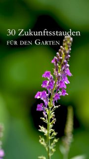 30 Zukunftsstauden für den Garten
Klimastarke Stauden können Klimawandel. Sie vertragen Hitze, Trockenheit und Frost. Viele dieser Stauden vertragen auch mal zu viel Regen. Die besten Zukunftsstauden sind außerdem resistent gegenüber Krankheiten und ausgesprochen pflegeleicht.
Zukunftsstauden sind keine neue Erfindung sondern haben sich schon „ewig“ bewährt. Vorwiegend in mediterranen Ländern und Nordamerika. Sie sind zudem insektenfreundlich, auch hier bei uns!
Klimastarke Stauden sind ideal für alle, die ihren Garten nachhaltig bepflanzen möchten und dabei nicht auf schöne Pflanzen und Blüten verzichten möchten. Zu meinen Top-Zukunftsstauden gehören unter anderem:
+ Akelei, Aquilegia
+ Blauer und weißer Staudenlein, Linum perenne
+ Blauraute, Perovskia
+ Bart-Iris, Schwertlilie, Iris barbata
+ Bulgarischer Lauch
+ Blutstorchschnabel, Geranium
+ Echter Salbei, Salvia
+ Ehrenpreis, Veronika
+ Fackellilie, Kniphofia
+ Fetthenne, Sedum
+ Graslilie, Anthericum
+ Goldmohn, Eschscholzia californica
+ Gold-Flachs, Gelber Lein, Linum flavum, heimische Staude, die auf der Roten Liste steht.
+ Hauswurz, Sempervivum. Früher DAS Mittel gegen böse Wetter und Dämonen.
+ Indigolupine, Baptisia australis
+ Katzenminze, Nepata x faassenii
+ Patagonisches Eisenkraut, Verbena bonariensis
+ Palmlilie, Yucca, echt unverwüstlich, komme was wolle.
+ Purpur-Königskerze, Verbascum
+ Prachtkerze, Gaura Lindheimeri
+ Spornblume, Centranthus
+ Scheinsonnenhut, Purpur-Sonnenhut, Echninacea purpurea
+ Echter Salbei, Steppensalbei, Salvia
+ Schafgarbe, Achillea
+ Wolfsmilch, Walzen-Wolfsmilch, Euphorbia
Im Blog: 30 klimastarke Zukunftsstauden in Wort und Bild
https://www.wo-blumenbilder-wachsen.de/30-klimastarke-zukunftsstauden
Kurz: https://www.insbeet.de/Zukunftsstauden
#Stauden #Klimawandel #Zukunft #Garten #Pflanzen #Blumen #Zukunftspflanzen