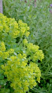 Gartenmauer & Pflanzsteine dauerhaft bepflanzen

Eine Gartenmauer aus Betonpflanzsteinen kann durchaus ein blühender Garten sein und ein Paradies für Bienen, Schmetterlinge und andere Insekten. Es kommt nur auf die richtige Auswahl der Pflanzen an. Damit die Bepflanzung nicht in Arbeit ausartet, setzen Sie Standort gerechte Pflanzen.

Viele Pflanzen kommen, einmal gepflanzt und etabliert, den ganzen Sommer über völlig ohne zusätzliche Wassergaben aus. Allen voran Gaura, Katzenminze, Lavendel, Spornblume, einige Storchschnäbel, aber auch Goldmohn, Bartiris, Fetthenne und Teppichsedum.

Pflanzenlisten und Tipps zum Begrünen von Betonpflanzsteinen in sonnigen, halbschattigen und schattigen Lagen im Blog:

https://www.wo-blumenbilder-wachsen.de/betonpflanzsteine-bepflanzen/

Kurz: http://www.insbeet.de/Pflanzsteine

#pflanzsteine #gartenmauer #mauersteine #gartengestaltung #gartenblog #gartenwissen #naturgarten #gartenideen #gärtnern #gartenblogger #pflanzplan #steinmauer #gartentipps #gartenbau #staudengarten #gartenplanung #blumengarten #garten #gartenfragen #pflanzen #tippsfürdengarten #hausundgarten #lavendel #garteninspiration #hangbeet #terrassieren #landhausgarten #terrassengestaltung #gartenundlandschaftsbau #omsystemde