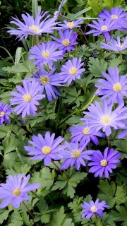 März im Blumengarten: Jetzt Frühling machen!
Schöner kann der März nicht starten. Raus in den Garten und los geht's
+ Beete saubermachen,
+ Stauden schneiden und neue pflanzen,
+ Erdbeeren ausputzen
+ Hortensien schneiden,
+ Wurzelnackte Rosen pflanzen,
+ Mini-Teich frisch einlassen,
+ Seerose aus dem Winterquartier zurück im Mini-Teich,
+ Kübelpflanzen umtopfen, schneiden und düngen ,
+ Robuste Kübelpflanzen dürfen wieder raus,
+ Gehölze und Stauden düngen,
+ Sommerblumen vorziehen,
+ Mohn direkt säen
+ Schnecken bekämpfen!!!
(...)
Im Blog: To-do-Liste mit Gartentipps für den März
https://www.wo-blumenbilder-wachsen.de/gaertnern-im-fruehling-machen/
Kurz: http://www.insbeet.de/Fruehling_machen
Frühlingsbilder http://www.insbeet.de/Fruehlingsbilder
#frühlingsgarten #garten #frühling #frühlingsboten #gartentipps #gartenwissen #düngen #gartenarbeit #gartenliebe #gartentipp #gärtnern #gartengestaltung #dünger #meingarten #gartensaison #gartenglück #anzucht #saatgut #pflanzenpflege #gartenfragen #frühlingsblumen #frühlingserwachen #gartenlust #pflanzenwissen #blumengarten #imgarten #kleingarten #pflanzenliebe #schönergarten #omsystemde