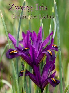 Die Zwerg-Iris, Iris reticulata, erscheint immer plötzlich und unerwartet und blüht auch nur für wenige Tage. Trotzdem sollte man auf sie im Garten nicht verzichten. Warum? Weil die Zwerg-Iris schon im Februar ein willkommener Lichtblick ist. Zusammen mit Schneeglöckchen und Krokussen verkünden sie den Vorfrühling und trotzen dabei Wind, Regen und auch ein bisschen Schnee. 

Wie pflanzen und vermehren?

Einmal im Garten etabliert, vermehrt sich die Zwerg-Iris selbst - aber es dauert Jahre, bis aus Brutzwiebeln blühende Zwergirisse im Vorfrühling erscheinen. Tückisch ist: Ihre Zwiebeln trocknen schnell aus und blühen dann nicht mehr. Es lohnt sich, frische Blumenzwiebeln ausschließlich bei seriösen Blumenzwiebelhändlern zu kaufen und diese im Herbst direkt nach dem Erwerb zu setzen.

Im Blog:
Zwerg-Iris. Frühlingsbotin im Miniaturformat
https://www.wo-blumenbilder-wachsen.de/zwerg-iris-reticulata/

Kurz: https://www.insbeet.de/Zwergiris

#iris #gartentipps #gartenwissen #lebenmitblumen #frühling #springtime #spring #frühlingsgefühle #gartengestaltung #natur #meingarten #naturgarten #gartenglück #garten #blüten #gartenfragen #pflanzenliebe #ziergarten #blumengarten #grünerdaumen #garteninspiration #gartenträume #insektenfreundlich #blumenbeet #bienenfreundlich #pflanzenwissen #gärtnern #gartentipp #frühlingsgarten #gartenblog