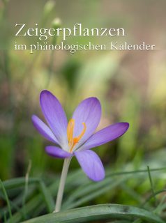 Frühlingserwachen

was haben Winterlinge, Schneeglöckchen und Krokusse gemeinsam? 

Ja, sie sind Frühblüher. Darüber hinaus sind sie jedoch auch Zeigerpflanzen im Phänonlogischen Kalender. Sie zeigen den phänologischen Vorfrühling an.

Warum ist das wichtig?

Der phänologische Kalender kennt nicht nur einen einzigen Frühling, sondern unterscheidet zwischen Vorfrühling, Erstfrühling und Vollfrühling. Landwirte und Gärtnern richten viele Arbeiten nach diesen Zeigerpflanzen aus. Rosen sollte man beispielsweise erst schneiden, wenn die Forsythien blühen - aus guten Gründen.

An dieser Stelle geht es um die ersten hübschen Frühblüher, die bereits im Vorfrühling den Garten in einen ersten Rausch der Farben versetzen. Machen Sie sich bereit für den Frühling. Los geht's ...

Im Blog:
Zeigerpflanzen im Vorfrühling?
https://www.wo-blumenbilder-wachsen.de/vorfruehling-zeigerpflanzen/

Inspiration: Frühlingsbilder
https://www.nature-to-print.de/blumen/fruehlingsblumen/bilder.php

#frühlingsgarten #garten #frühling #frühlingsboten #gartentipps #gartenwissen #düngen #gartenarbeit #gartenliebe #gartentipp #gärtnern #gartengestaltung #dünger #meingarten #gartensaison #gartenglück #anzucht #saatgut #pflanzenpflege #gartenfragen #frühlingsblumen #frühlingserwachen #gartenlust #pflanzenwissen #blumengarten #imgarten #kleingarten #pflanzenliebe #schönergarten #pflanzen