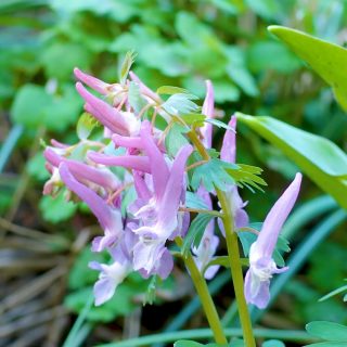 Lerchensporn, gartenwürdiger, heimischer Naturbursche & Bienenfreund
Lerchensporne, bot. Corydalis, überraschen schon im März bis April mit weißen und violetten Blüten an Uferläufen, Waldrändern, unter Büschen und Sträuchern. Bienen lieben diese hübschen und denkbar robusten Pflanzen.
Wie gut, dass diese Frühblüher auch im Garten wachsen. Ihre Pflege ist denkbar einfach: Im Herbst pflanzen und die Natur machen lassen.
Wichtig: Lerchensporn muss zum gewählten Standort passen. Es gibt tatsächlich gravierende Unterschiede unter den 6 wichtigsten Arten.
Lerchensporne pflanzen, pflegen, vermehren und alles weitere im Blog:
https://www.wo-blumenbilder-wachsen.de/lerchensporn-corydalis
Kurz:
https://www.insbeet.de/lerchensporn
#lerchensporn #stauden #naturgarten #natur #franken #gartentipps #staudengarten #gärtnern #bienenfreundlich #blüten #garteninspiration #gartenblog #grünerdaumen #nürnberg #blumengarten #bauerngarten #pflanzenwissen #hummeln #visitfranconia #pflanzentipp #gartenblogger #ausdemgarten #pflanzentipps #gartenwissen #lebenmitblumen #garten #pflanzen