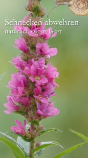 Schnecken abwehren, natürlich ohne Gift
Nicht alle Schnecken schaden! Häuschenschnecken und Tigerschnegel dürfen bleiben. Doch sogar "fiese" Nacktschnecken haben ihre guten Seiten - sie sind Futter für ihre Fressfeinde. Genau darauf sollte man setzen:
* Unterstütze Fressfeinde der Schnecken wie Vögel, Kröten, Spitzmäuse, Käfer und andere Krabbeltiere.
+ Richte den Garten vogelfreundlich ein.
+ Errichte eine Totholzecke für Spitzmäuse, Kröten und Eidechsen
+ Richte den Garten igelfreundlich ein.
+ Verzichte auf Insektizide und Herbizide.
Damit Schnecken nie zur Plage werden bekämpfe Schnecken schon im März mit
+ PH-Nematoden, das sind Fadenwürmer, die nur Nacktschnecken killen.
+ Ökologisches, unbedenkliches Schneckenkorn mit dem Wirkstoff Eisen (III)-phosphat. Es killt nur Nacktschnecken und ist ungiftig für alle anderen Tiere.
Setze schneckenresistente Pflanzen
Es gibt wunderschöne Pflanzen, die Schnecken garantiert nicht fressen. Von Akelei über Storchschnabel bis zur Wucherblume ist alles dabei. Es gibt sogar schneckenresistente Hosta!
Im Blog: eine Liste der schönsten Blumen
Klug Schnecken abwehren
https://www.wo-blumenbilder-wachsen.de/klug-schnecken-abwehren/
Kurz: https://www.insbeet.de/schnecken
#Schnecken #Garten #Schädlinge #Pflanzen #schneckenresistent