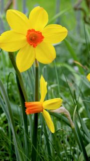 Narzissen pflegen, vermehren und blühfaule Narzissen wieder zum Blühen bringen
+ Standort: Sonnig bis halbschattig.
+ Boden: Durchlässig, ohne Staunässe, jeder normale Gartenboden
+ Düngen Sie sobald das Grün der Blätter im zeitigen Frühling erscheint mit flüssigen Blumendünger.
+ Pflegen nach der Blüte: Blütenstiel an der Basis abschneiden ABER die Blätter so lange stehen lassen, bis sie von alleine welken.
+ Vorsicht: Narzissen sind giftig!
Der austretende Pflanzensaft verursacht Ekzeme auf der Haut und kann, wenn er zu sich genommen wird, zu Durchfall, Erbrechen bis hin zum Kreislaufkollaps führen. Das gilt auch für Vasenwasser. Halten Sie Tiere und Kinder fern!
Im Blog:
Geliebte Narzissen
https://www.wo-blumenbilder-wachsen.de/geliebte-narzissen/
Kurz: https://www.insbeet.de/Narzissenliebe
#lebenmitblumen #gartentipp #gärtnern #blumen #kleingarten #bienenfreundlich #blumenmachenglücklich #pflanzenpflege #frühlingsblumen #gelb #gartenblog #gartenfragen #blumengarten #naturgarten #ziergarten #gartenblogger #omsystemde