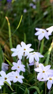 Sternblume aka Frühlingsstern: Rarität im Frühlingsgarten

Die Sternblume, bot. Ipheion, oder auch Frühlingsstern ist ein hübscher Frühblüher für sonnige bis halbschattige Standorte. Das Zwiebelgewächs ist hierzulande noch relativ unbekannt und kommt ursprünglich aus Südamerika.

Sternblumen blühen schon ab März / April bis Mai und sind so früh im Jahr begehrte Bienenweiden. Abgesehen davon bilden ihre markanten weißen (oder blauen) Sternblüten dichte Blütenteppiche. Nach der Blüte zieht sich die Pflanze sich komplett zurück, ohne dass man dafür irgendwas schneiden muss. Einfach welken lassen, fertig. Bereits im September erscheinen dann erste Blätter und schüren Vorfreude auf den kommenden Frühling.

Im Blog: Ipheion, liebenswerter Frühlingsstern für trockene, sonnige Plätze
https://www.wo-blumenbilder-wachsen.de/ipheion-fruehlingsstern-sternblume/

Kurz: https://www.insbeet.de/Sternblume

Weitere Pflanzen- und Gartentipps: @MyNatureToPrint folgen, diesen Post teilen und speichern.

#zwiebelblume #gartenwissen #gartentipps #pflanzenliebe #frühling #omsystemde #pflanzen #gartenideen #gärtnern #gartengestaltung #bienenfreundlich #blüten #gartenparadies #garten #tippsfürdengarten #bienenweide #gartenblogger #sternblume #zwiebelblumen #gartenliebe #blumengarten #garteninspiration #lebenmitblumen #gartenblog #blumenmachenglücklich #blumenfotografie #landhausgarten #gartenplanung #omsystemde