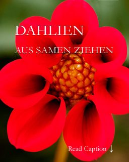 Dahlien säen schnell und einfach
Was viele nicht wissen: Dahlien kann man auch aus Samen ziehen Das gilt insbesondere für kleine Mignon-Dahlien oder Collarette-Dahlien. Sie werden im Laufe des Sommers gut kniehoch und bilden dicke Knollen aus. Bienen lieben die einfach gefüllten Blüten. Schneidet man Verblühtes laufend ab, blühen gesäte Dahlien bis zum Frost.
Ab März bis Mitte April ist die richtige Zeit, um Dahlien zu säen.
Im Blog
+ Sämlinge pinzieren
+ Jungpflanzen brauchen Abstand: wie und warum? 
+ Jungpflanzen abhärten: wie, wann und wo?
+ Auspflanzen: wie und wann?
+ Gesäte Dahlien einfach und sicher überwintern
Weiter im Gartenblog: Dahlien aus Samen ziehen. Einfach & preiswert zum Blütenmeer.
https://www.wo-blumenbilder-wachsen.de/dahlien-aus-samen-ziehen/
Kurzlink: https://www.insbeet.de/Dahlien_Aussaat
Inspiration: Blumenbilder Dahlien
https://www.insbeet.de/Dahlienbilder
#dahlien #dahlia #blumengarten #aussaat #sommerblumen #königin #flowerlover #lebenmitblumen #plants #pflanzen #plantstagram #mygarden #plantsmakemehappy #gardening #instaflowers #livingwithplants #bloom #urbanjungle #florals #plantinspiration #garten #gartenwissen #gartentipps #blumenbilder #blumen #omsystemde