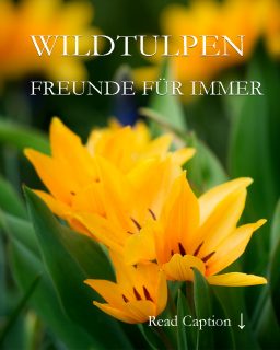 Wildtulpen bleiben für immmer
Wildtulpen / Botanische Tulpen sind echte Naturburschen. Sie halten starke Fröste problemlos aus, verwildern ohne lästig zu werden, sind bienenfreundlich, standfest - aber sie fallen jedem sofort auf. Manche Sorten blühen schon ab März, andere erst im Mai.
Botanische Tulpen sind kleiner als normale Tulpen und zart gebaut. Manche werden kaum 5 cm hoch. Ihre Blüten öffnen sich in der Sonne sehr weit und sind für Insekten wie ein gedeckter Tisch. Man muss sie einfach lieben und in den Garten setzen. Je mehr, desto besser.
Im Blog: Meine 8 schönsten Wildtulpen. Setzen, machen lassen & verwildern lassen 
https://www.wo-blumenbilder-wachsen.de/wildtulpen-standort-pflege/
Kurz: https://www.insbeet.de/Wildtulpen
#tulpen #tulpenliebe #blütenzauber #gartenglück #blüten #frühlingsboten #tulip #gärtnern #naturgarten #frühlingsblumen #gartentipps #frühlingserwachen #blumengarten #natur #wildblumen #gartenwissen #tulpenzeit #pflanzenliebe #gartenblogger #gartenideen #gartenblog #blumen #gartengestaltung #bienen #gartentipp #landhausgarten #omsystemde