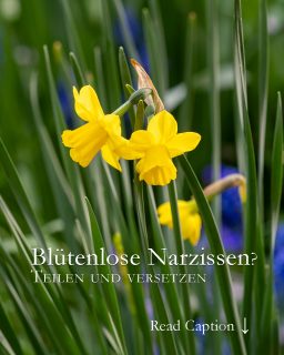 Osterglocken / Narzissen blühen nicht? 
Warum blühen manche Osterglocken nicht, obwohl ihre Blätter fit und gesund aussehen?
Wenn Tochterzwiebeln ihrer Mutter die Kraft zum Blühen rauben, ist es Zeit, sie voneinander zu trennen. Also ran an den Spaten, Zwiebeln ausgraben und sich auf Blütenpracht im nächsten Jahr freuen.
Weitere kurze Gartentipps + Video Osterglocken heute im Blog:
https://www.wo-blumenbilder-wachsen.de/bluetenlose-narzissen/
Kurz: https://www.insbeet.de/Narzissenliebe
Blumenbilder Osterglocken
http://www.insbeet.de/Narzissen
#narzissen #osterglocken #ostern #frühling #frühlingsgarten #blumenzwiebeln #herbst #garten #gartentipps #gartenwissen #lebenmitblumen #gartentipp #gärtnern #herbstgarten #gartenplanung #blumen #staudengarten #kleingarten #gartenarbeit #bienenfreundlich #blumenmachenglücklich #pflanzenpflege #frühlingsblumen #gelb #gartenblog #gartenfragen #blumengarten #naturgarten #ziergarten #gartenblogger