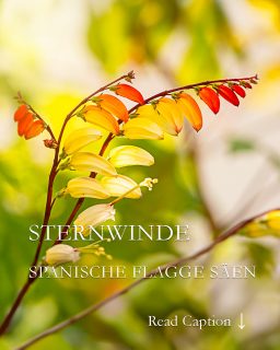 Jetzt säen: Sternwinde, Spanische Flagge
Die Sternwinde, botanisch Ipomoea lobata, auch Spanische Flagge, ist eine auffallend schöne Kletterpflanze. Sie begrünt mit 3-5 m langen, links windenden Ranken senkrechte Stäbe & Schnüre, Obelisken und andere Rankhilfen. Ihren Namen verdankt sie den „spanischen“ Farben ihrer Knospen und Blüten: Rot, Gelb und Weiß.
Sternwinden kommen ursprünglich aus Mexiko und brauchen einen warmen, geschützten, sonnigen Standort. Nasskaltes Wetter quittieren sie mit fehlenden Blüten. In warmen Sommern und in einem sonnigen Herbst wächst und blüht die Kletterpflanze dagegen überreich bis zum ersten Frost.
Tipps zur Aussaat, Pflege, Standort und warum der richtige Dünger für Sternwinden so wichtig ist, im Blog:
https://www.wo-blumenbilder-wachsen.de/sternwinde-spanische-flagge/
Kurzlink https://www.insbeet.de/Sternwinde
Weitere Pflanzenlieblinge entdecken: @MyNatureToPrint folgen und diesen Post speichern. Danke für Ihr Herz.
#kletterpflanze #garten #sichtschutz #spanisch #gartengestaltung #gartenzaun #gartenliebe #gartenideen #terrasse #zaunbau #sonne #balkon #aussenanlage #pflanzen #aussaat #lebenmitblumen #gartentipps #gartenwissen #anzucht #gärtnern #gartensaison #grünerdaumen #insektenfreundlich #gartenblogger #imgarten #saatgut #gartenblog #bienenweide #fassade #blumen