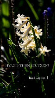 Hyazinthen stützen: echt jetzt? 
Was tun gegen kippende Hyazinthen? Was macht der Keukenhof anders? Dort stehen selbst die opulentesten Hyazinthen kerzengerade.
+ Keukenhof pflanzt jedes Jahr neue Hyazinthenzwiebeln der allerbesten Qualität. Diese Hochleistungshyazinthen sind auf Größe und einmalige Blütenpracht getrimmt.
+ Keukenhof stützt die Pflanzen unsichtbar.
+ Der Boden ist optimal gedüngt, drainiert und bewässert.
(...)
Sie können das auch: Jedes Jahr neue Hochleistungszwiebeln setzen, mit Floristenstäben stützen, für optimalen Boden und Feuchtigkeit sorgen oder ...
+ Sie setzen im Herbst bewusst kleinere Zwiebeln,
+ freuen sich über etwas kleinere Blüten mit nur locker gefüllten Blüten
Sie duften genauso gut, nähren Bienen und zaubern ab März Frühling herbei.
Im Blog: Hyazinthen stützen für standfeste opulente Blüten. 7 Tipps
https://www.mein-blumenbild-des-tages.de/hyazinthen-stuetzen
Kurzlink: https://www.insbeet.de/hyazinthen_stuetzen
#hyazinthen #gartenwissen #pflanzen #pflanzenliebe #frühling #gartentipps #pflanzentipps #garten #blütentraum #blumen #gartenfragen #gärtnerwissen #lebenmitblumen #bienenweide #pflanzenwissen #frühlingsblumen #blumenmachenglücklich #wirliebenpflanzen #omsystemde