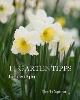 14 Gartentipps für April
Egal wie launisch der April wird: Gärtnern auf der Fensterbank gelingt jetzt auf jeden Fall:
+ Ziehen Sie Gurken, Melonen, Tomaten und Zucchini im Haus vor. Nach den Eisheiligen kommen sie ins Beet oder in den Pflanzkübel.
+ Säen Sie jetzt Kapuzinerkresse, besondere Kosmea-Sorten, Dahlien, Echinacea, Sonnenhut, Bechermalven, Zinnien, Strauch-Basilikum in Saatschalen mit Aussaaterde.
+ Pikieren Sie Jungpflanzen, topfen Sie bei Bedarf um und düngen Sie vorsichtig
+ Härten Sie Jungpflanzen rechtzeitig ab
Im Garten draußen stehen diese Arbeiten an:
+ Schneiden Sie die Samenstände verblühter Frühblüher ab damit sie keine Samen bilden, was Mutterzwiebeln Kraft kostet.
+ Lassen Sie Zwiebelblüher zum Verwildern einfach selber machen: Winterlinge, Schneeglöckchen, Krokusse, Sternhyazinthen, Waldhyazinthen, Scilla, Wildtulpen und Lerchensporn.
+ Teilen Sie zu groß gewordene Stauden damit sie vital und blühwillig bleiben
+ Trennen Sie die Zwiebeln blühfauler Narzissen und pflanzen Sie sie in frische Erde.
+ Schneiden Sie Rosen
+ Düngen Sie alles einmal durch: Stauden, Büsche, Bäume & Hecken, Rasen, Rosen & Beete. Verzichten Sie dabei auf Blaukorn, sondern bevorzugen Sie Kompost, organisch mineralischen Bio-Volldünger, Hornspäne oder ähnliches.
Im Blog: 14 Gartentipps für April
https://www.wo-blumenbilder-wachsen.de/gaertnern-im-april-13-gartentipps/
Kurz: https://www.insbeet.de/Gartentipps_April
Frühlingsbilder ohne Schneegestöber und kalte Finger:
https://www.insbeet.de/Fruehlingsbilder
#frühlingsgarten #garten #gartentipps #gartenwissen #düngen #Gartenarbeit #anzucht #blumengarten