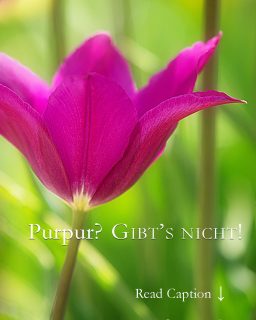 Purpur? Gibt's nicht!
Denn Purpur ist keine fix definierte Farbe, sondern ein fließender Bereich zwischen Rot und Violett, was Tulpen & andere Blumen eindrucksvoll beweisen. Tulpe Purple beherrscht das vielschichtige Farbspektrum aus dem Effeff.
Echtes Purpur ist die teuerste Farbe der Welt. Ein Gramm kostet fast 3000.- €
Wissenswertes über echtes Purpur und Lieblingstulpe Purple Dream
https://www.mein-blumenbild-des-tages.de/purpur/
Kurzlink: http://www.insbeet.de/Purpur
#farben #color #colour #purpur #pink #lila #violett #colors #colorful #colours #farbenspiel #tulpe #tulpen #tulips #frühling #frühlingsgarten #blumen #blumengarten #blumenzwiebeln #zwiebelblumen #bulbs #flowerpower #frühlingsboten #flower #tulip #colourful #blume #amazing #tulpenliebe