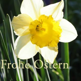 Ich wünsche allen Garten- und Blumenfreunden viel Freude beim schönsten Fest des Jahres. Genießt jede Blüte, Farbenpracht und Sonnenschein. Gutes Essen, Ruhe und alles was schön und wichtig ist - an Ostern und allen anderen Tagen.
In diesem Sinn: Frohe Ostern allerseits