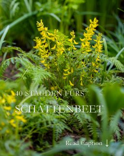 40 Stauden für Halbschatten- und Schattenbeet
Absonnige, halbschattige bis vollschattige Blumenbeete müssen nicht trist und farblos sein. Ganz im Gegenteil. Mit den richtigen Stauden und Zwiebelgewächsen können Schattenbeete durchaus bunt und abwechslungsreich sein und machen das ganze Jahr über viel Freude.
Im Blog:
+ Halbschatten, Vollschatten und absonnig unterscheiden
+ Worauf es beim Pflanzen wirklich ankommt.
+ Stauden für den Schatten.
+ Blumen & Stauden für Halbschatten und absonnige Beete. 
+ Besonderheiten und Tipps, wie und wo diese Pflanzen am besten gedeihen und sich vermehren.
Mit Video, das Lust aufs Gärtnern im Schattengarten macht.
Oh du wundervolles Schattenbeet: 40 Stauden für halbschattige bis schattige Standorte
https://www.wo-blumenbilder-wachsen.de/schattenbeet-halbschattengewaechse/
Kurzlink: https://www.insbeet.de/Schattenbeet
#schattenbeet #schatten #schattengarten #waldgarten #blumenbeet #stauden #staudenbeet #staudengarten #pflanzentipps #blumengarten #nachhaltiggärtnern #naturgarten #gartenblog #gartentipps #gärtnern #landhausgarten #pflanzentipp #gartengestaltung #gartendesign #lebenmitblumen #pflanzenwissen #gartenfragen #gärtner #gartenplanung #pflanzenpflege