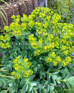 Walzen-Wolfsmilch oder Myrtenblättrige Wolfsmilch ist eine sukkulente Staude. Sie gedeiht, wo andere Stauden es nicht schaffen. Sie begrünt karge Flächen, Schotter, Betonpflanzsteine und Tröge. Sie verträgt volle Sonne, Hitze und Trockenheit – nur Staunässe und fetten Boden mag sie nicht.

Die Walzen-Euphorbia ist immergrün, doch ein Rückschnitt direkt nach der Blüte ist dennoch ratsam, um Platz zu schaffen für neue Triebe und um die Selbstaussaat zu verhindern. Denn das beherrscht die Sukkulente ebenfalls sehr gut. Sie bezieht auch gerne Mauer- und Pflasterfugen. Ein Samen findet immer einen neuer Platz. Aber die Sämlinge werden nie lästig, sondern lassen sich ganz einfach entfernen.

ABER VORSICHT: Die Walzen-Wolfsmilch ist giftig! Der ätzende Milchsaft verursacht juckende Ekzeme und eine Kontaktallergie, die Sie nicht mehr loswerden. Deswegen besteht bei allen Pflege- und Schnittmaßnahme HANDSCHUHPFLICHT! 
Warum Walzen-Wolfsmilch pflanzen? Weil die genügsame Staude extrem robust ist. Keine Schädlinge, keine Schneckengefahr, keine Krankheiten, nicht gießen, nicht düngen! Sie ist außerdem insektenfreundlich, insbesondere für Schmetterlinge und Wildbienen ein echter Gewinn.
Alles Weitere zum Pflanzen, Vermehrung, Standort und Boden im Blog
https://www.wo-blumenbilder-wachsen.de/walzen-wolfsmilch-walzen-euphorbia/
Kurz: https://www.insbeet.de/Walzenwolfsmilch

#sukkulenten #gartenpflanzen #wirliebenpflanzen #sukkulent #staudengarten #pflanzentipps #euphorbia #wolfsmilch #stark #steingarten #dachbegrünung #gartentipps #pflanzenpflege #naturgarten #garteninspiration #gartenwissen #pflanzenpower #landhausgarten #mauerblume #gartenblogger #sukkulentenliebe #gartenblog