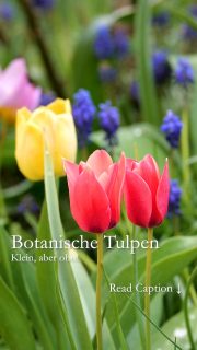 Botanische Tulpen. Klein, aber oho!
Botanische Tulpen / Wildtulpen wirken zart, dabei sind sie so stark. Sie blühen jedes Jahr aufs Neue, solange ihr Standort stimmt. Sie lieben heiße, trockene Sommer und gehören damit zu den Gewinnern des Klimawandels.
+ Botanische Tulpen verwildern, wenn man sie lässt. Dazu nach der Blüte einfach stehen und in Ruhe welken lassen. 
+ Ersten Sorten blühen bereits im Spätwinter zusammen mit Schneeglöckchen. Späte Sorten blühen noch Anfang Mai.
+ Wildtulpen sind begehrte Futterquellen für Wildbienen.
+ Einmal am richtigen Standort gepflanzt brauchen sie keinerlei Pflege mehr. 
+ Standort sonnig, gut drainierter Boden, bei dem Wasser sofort abfließen kann.
+ Setzten Sie die Zwiebeln in Tuffs, damit die zarten Geschöpfe nicht zwischen größeren Frühblühern untergehen.
+ Düngen und gießen ist nicht nötig.
+ Pflanzzeit ab Oktober, wenn der Boden schon unter 8 Grad abgekühlt ist.
+ Gute Blumenzwiebelhändler haben viele Sorten im Angebot. 
+ Bestellen Sie Ihre Lieblingssorte(n) am besten direkt bei Züchtern in den Niederlanden, für mehr Vielfalt im Garten. 
Im Blog: Wildtulpen, meine 8 schönsten botanischen Tulpen in Wort und Bild
https://www.wo-blumenbilder-wachsen.de/wildtulpen-standort-pflege/
Kurzlink: https://www.insbeet.de/Wildtulpen
Weitere Lieblingsblumen und Gartentipps: Folgen Sie @MyNaturetoprint und speichern Sie diesen Post
#wildtulpen #tulpen #tulips #botanisch #wild #naturgarten #gartenwissen #lieblingsblumen #lebenmitblumen #blumengarten #frühlingsgarten #frühling #geophyten #gartenblog #gartengestaltung #bienen #landhausgarten #gartentipps #blumenmachenglücklich #gartenblogger #gartensaison #gartenfragen #pflanzenliebe #naturimgarten #garten #wildblumen #omsystemde #nachhaltigesgärtnern #wildbienen