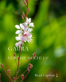 Gaura / Prachtkerze: Lebt sie noch? 
Viele Gartenfreunde bangen jedes Jahr im Frühjahr um ihre Prachtkerze. Die Präriepflanze wird auch Prachtkerze genannt oder botanisch Gaura lindheimerii. Sie sei sensibel und verträgt keine nass-kalte Winter. Das stimmt so nicht ganz. Richtig ist: Wenn der Standort stimmt stehen die Chancen sehr gut, dass Gaura auch dieses Jahr fröhlich wieder austreibt. Nur eben etwas später als andere Stauden. Sie lässt sich oft Zeit damit bis Ende April.
Und wenn Gaura doch gestorben ist?
Tränen abwischen und rund um die Mutterpflanze einfach nach Sämlingen suchen. Sie erscheinen im Mai und sind gut zu erkennen: Längliche dunkelgrüne Blätter mit braunen Flecken. Die Wurzeln sind rot und sehr lang. Nicht reißen, sondern vorsichtig mit einem langen Wurzelstecher ausgraben.
Bilder der Sämlinge und weitere Tipps im Blog
https://www.wo-blumenbilder-wachsen.de/prachtkerze-gaura-lindheimeri/
Kurz: https://www.insbeet.de/Prachtkerze
#prachtkerze #gaura #stauden #staudengarten #staudenbeet #blumen #blumenbeet #gärtnern #gartenwissen #gartentipps #präriebeet #perennials #natur #nature #pflanzenliebe #pflanzen #livingwithplants #lebenmitblumen #garten #howto #blumengarten #meinschönergarten #omsystemde