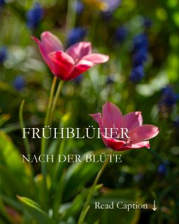 Frühblüher nach der Blüte
schneiden, pflegen oder einfach verwildern lassen
Die Zeit rast. Jetzt sind Frühblüher vorbei und machen Platz schaffen für Stauden und Sommerblumen.
+ Wildtulpen dürfen bleiben wie sie sind
+ Dauerhafte Tulpen Blütenstängel abschneiden.
+ Blühfaule Narzissen jetzt teilen.
+ Schneestolz, Blausternchen und Co. dürfen gerne verwildern.
+ Krokusse, Zwerg-Iris, Winterlinge, Schneeglöckchen: Blätter stehen lassen bis sie welken
+ Polsterstauden schneiden damit sie noch einmal blühen.
+ Traubenhyazinthen Samenstände ab und alles, was zu dicht steht.
+ Lenzrosen Blütenstiele abschneiden
Im Blog: Frühblüher nach der Blüte einfach lassen oder kontrollieren?
https://www.wo-blumenbilder-wachsen.de/fruehblueher-pflegen-nach-bluete/
Kurzlink: https://www.insbeet.de/fruehblueher_pflegen
#Frühling #Garten #Frühblüher #Tulpen #Narzissen