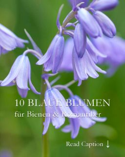 10 Blaue Frühlings- und Sommerblumen

Blaue Frühlingsblumen nähren hungrige Bienen, malen ganze Beete wie Meere blau, bringen Farbe zurück in den Blumengarten und schüren Hoffnung auf Frühling ... und auf Sommer. 

Doch aufgepasst: Nur wenn Frühblüher alleine ihr Ding machen dürfen, verwildern sie auch zuverlässig und vermehren sich von ganz alleine. Wo sie wachsen bitte nicht hacken, selektiv jäten, und alles andere Mutter Natur überlassen. Dann klappt es auch mit Hölderlins Sehnsuchtsblume.

10 Blaue Frühlingsblumen für Romantiker, Bienen & Liebhaber

https://www.mein-blumenbild-des-tages.de/blaue-fruehlingsblumen/

Kurz: https://www.insbeet.de/BlaueFruehlingsblumen

#frühlingsblumen #frühlingsboten #blumenfotografie #blau #romantisch #gartenwissen #gartentipps #gartenfragen #gartenblog #blue #bluebells #blumenmachenglücklich #gartenzauber #gartentipp #frühlingserwachen #blüte #naturgarten #gartenblogger #nachhaltiggärtnern #gartenparadies #gartenjahr #tippsfürdengarten #blumengarten #romantik #frühling