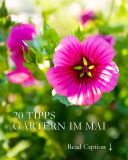 20 Tipps fürs Gärtnern im Mai

Vorausschauende Gärtnerinnen haben im Mai viel zu tun:

+ Gladiolen setzen
+ Vor Regentagen noch einmal Stauden pflanzen
+ Sommerblumen direkt an Ort und Stelle säen
+ Nach den Eisheiligen dürfen Kübelpflanzen, Dahlien, Balkon- und Sommerblumen, endlich raus.
+ Chelsea-Schnitt und Stauden durch Stecklinge vermehren
+ Schnecken und Dickmaulrüssler nachhaltig bekämpfen

20 Tipps fürs Gärtnern im Mai:
https://www.wo-blumenbilder-wachsen.de/gaertnern-im-mai-blumengarten/

Kurz: https://www.insbeet.de/maigarten

#garten #mai #gartengestaltung #pflanzen #gartentipps #gartenwissen #gartenarbeit #gartentipps #gartenfragen #blumen #gartenjahr #pflanzenwissen #blumengarten #omsystemde