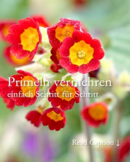Primeln vermehren
einfach Schritt für Schritt
Gartenprimeln sind hübsche Frühlingsblumen. Sie malen ab Ende April bis in den Mai den Garten bunt. Anders als Kissenprimeln aus der Gärtnerei sind Gartenprimeln dauerhafte Stauden, die jedes Jahr aufs Neue austreiben und munter blühen. Das Beste: Gartenprimeln können Sie ganz einfach selbst vermehren. So geht's:
1. Pflanze komplett ausgraben
2. Grünes abschneiden
3. Wurzelstock in viele Teilstücke auseinander ziehen.
Am Ende sollte jedes Stück eine eigene Blattrosette mit Wurzeln haben.
Bereiten Sie die neue Pflanzstelle gut vor:
+ Entfernen Sie Unkraut. Gründlich!
+ Arbeiten Sie etwas Staudendünger oder Hornspäne in den Boden ein.
+ Setzen Sie die Teilstücke mit etwa 25 cm Abstand von Pflanze zu Pflanze
+ Angießen nicht vergessen
Standort:
+ Halbschattig, der Boden sollte im Sommer nicht völlig austrocknen.
+ Primeln wachsen gut auf Baumscheiben, zusammen mit Pfingstveilchen, Buschwindröschen oder Wildtulpen.
Pflege:
+ Bei Austrieb im zeitigen Frühling können Sie mit Bio Staudendünger, reifen Kompost oder Hornspänen düngen.
+ Ein Rückschnitt nach der Blüte verhindert Selbstaussaat, sollte man keine weiteren Primeln möchten.
Im Blog: Primeln vermehren mit Fotos Schritt für Schritt
https://www.wo-blumenbilder-wachsen.de/gartenprimeln-vermehren-teilen/
Kurzlink: https://www.insbeet.de/Primeln
#Frühling #Primeln #Garten #Stauden #Staudengarten #Frühlingsblume #Naturgarten #Natur #Blumenbeet #omsystemde