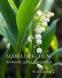 Maiglöckchen im Garten, heimisch, hübsch aber zimperlich
Wer denkt, Maiglöckchen wären einfach im Garten zu halten, irrt. die heimischen Gewächse brauchen gut zwei Jahre vom geteilten Spross bis zur Blüte. Einen echten sehenswerten Tuff aufzubauen erfordert Liebe, Geduld, oder von Anfang an ein etwas größeres Budget.
+ Standort: halbschattig bis schattig, vor Gehölzen, Hecken und auf Baumscheiben.
+ Jeder normale Gartenboden, er muss nicht sauer sein.
+ Im Herbst ist die beste Pflanzzei für die Rhizome, manche Gärtnereien liefern auch im Frühling blühende Pflanze in Töpfen.
+ Pro Quadratmeter brauchen Sie 16 Pflanzen
+ Maiglöckchen verbreiten sich im Garten mit Ausläufern, die Sie bei der Gartenpflege oft zu spät erkennen und dann aus Versehen jäten.
+ Maiglöckchen sind giftig! Insbesondere ihre roten Beeren, die sich im Spätsommer bilden. Wenn Kinder im Garten sind, können Sie die Beeren vorsorglich abschneiden - oder - besser noch: Kinder aufklären!
Im Blog: Maiglöckchen im Garten
https://www.wo-blumenbilder-wachsen.de/maigloeckchen-im-garten/
Kurzlink: https://www.insbeet.de/Maigloeckchen
#mai #Convallaria #natur #stauden #gartenblumen #pflanzengift