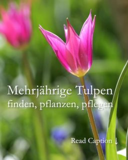 Mehrjährige Tulpen finden, pflanzen, pflegen
Ob eine Tulpe jedes Jahr aufs Neue blüht hängt ab von 3 Faktoren:
1. Sorte
2. Standort
3. Pflege
Die meisten Tulpen, die massenhaft beim Discounter oder im Baumarkt verkauft werden, blühen nur ein einziges Mal. Eine schöne kurze Blüte und damit haben sie ihre Pflicht und Schuldigkeit getan.
Mehrjährige Tulpen verhalten sich dagegen wie Stauden. Einmal am richtigen Standort gesetzt blühen sie Jahr für Jahr. Dazu zählen:
• Wildtulpen, wie Sylvestris, Sterntulpe Tarda, Lilac Wonder (…)
• Fosteriana-Tulpen, wie Purissima, Juan, Oranger Kaiser, Roter und Weißer Kaiser (…)
• Darwin-Hybriden, wie Ad Rem, Apricot Impression, Beauty of Spring (…)
• Lilienblütige Tulpen, wie Purple Dream, Marietta, Ballerina (…)
• Viridflora Tulpen, wie Spring Green, China Town, Esperanto (…)
Der richtige Standort ist sonnig, hat einen sehr gut drainierten Boden ohne Staunässe.
Die richtige Pflege zur richtigen Zeit:
+ Düngen Sie Tulpen sobald im Frühjahr das erste Grün zu sehen ist mit mineralisch-organischen Blumenzwiebel-, Stauden-, oder Tomatendünger. Hornspäne sind nicht geeignet, weil sie Nährstoffe zu langsam freigeben.
+ Schneiden Sie den Blütenstängel verblühter Tulpen oberhalb des 1. Blattes ab.
+ Lassen Sie jedoch die Blätter solange stehen bis sie von allein verwelkt sind.
Tulpen richtig pflanzen zur richtigen Zeit:
Setzen Sie Tulpenzwiebeln erst wenn die Blätter von den Bäumen fallen. Der Boden sollte unter 10 Grad sein, damit die Zwiebeln nicht vorzeitig austreiben.
Setzen Sie die Zwiebeln doppelt so tief wie sie hoch sind. Abstand 5 cm zu anderen Zwiebeln oder Stauden.
Mehr erfahren über mehrjährige Tulpen, Sorten, schöne Pflanzpartner, über Tulpenfeuer und was man dagegen unternehmen sollte im Gartenblog.
https://www.wo-blumenbilder-wachsen.de/dauerhafte-tulpen-pflanzen-pflegen/
Kurzlink: https://www.insbeet.de/dauerhafte_tulpen
#Tulpen #Tulips #Gartentipps