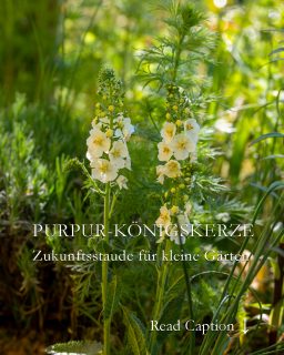 Purpur-Königskerze
... bildschöne Zukunftspflanze für die Sonne
Purpur-Königskerze, Verbascum phoeniceum, ist eine schlanke, etwa 80-100 cm große Staude mit hübschen, offenherzigen Blüten in Violett, Purpur, Weiß und Rosa.
Die Zukunftspflanze liebt heiße, sonnige Standorte, bevorzugt mageren Boden und ist damit eine Idealbesetzung für naturnahe Gärten in sonnigen Lagen - und für Gärtnerinnen, die ihren Garten lieber genießen und nicht ständig gießen wollen.
Die Purpur-Königskerze nährt Bienen, Hummeln, Schwebfliegen und Käfer mit Pollen und Nektar und dies über viele Wochen von Mai bis Juni.
Die Staude braucht keinen zusätzlichen Dünger und kommt auch sehr lange ohne zusätzliche Wassergaben im Sommer zurecht.
Im Blog: Purpur-Königskerze vermehren & schöne Pflanzpartner
https://www.wo-blumenbilder-wachsen.de/purpur-koenigskerze-verbascum
Kurz: https://www.insbeet.de/koenigskerze
#verbascum #staudenbeet #naturgarten #bienenfreundlich #insektenfreundlich #stauden #staudengarten #gartentipps #wildbienen #Hummeln #gartenblog #pflanze #gartenblogger #pflanzenliebe #pflanzenwissen #pflanzentipp #gartenwissen #landhausgarten #lebenmitblumen #omsystemde #bienenweide #pflanzenfreude #pflanzen #gartengestaltung #nachhaltiggärtnern #gartenfragen #pflanzenideen