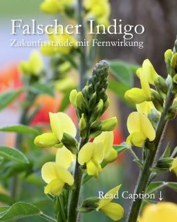 Falscher Indigo, Färberhülse, Baptisia
Zukunftsstaude mit Fernwirkung
Falscher Indigo, Baptisia, oder auch Färberhülse ist eine Staude mit fantastischer Fernwirkung. Sie ist eine Verwandte der Lupinen und kann Stickstoff aus der Luft sammeln, binden und sich damit selbst düngen. Das bekommt auch ihren Pflanznachbarn gut.
Färberhülsen tragen Schmetterlingsblüten in Gelb, Rosa, Weiß oder Violett und sie werden, je nach Sorte, zwischen 80 cm und 150 cm hoch.
+ Standort: Sonnig, trocken und warm
+ Boden: gut durchlässig, kiesig, nährstoffarm
+ Ideal für Steppen-, Prärie-, und Hangbeet
+ Blütezeit: Ab April bis Juni, je nach Standort und Sorte
+ Pflege: Bei Austrieb im März leichte Düngung mit Staudendünger oder reifen Kompost.
+ Frosthärte bis -34,5°C
+ Schnitt: Bodennaher Rückschnitt im zeitigen Frühjahr. Lassen Sie Verblühtes den Winter über stehen. In den hohlen Stängeln überwintern gerne Insekten.
Falscher Indigo ist eine auffallend schöne Staude für den Naturgarten. Sie braucht allerdings gut zwei bis drei Jahre, um sich zu etablieren. Danach ist sie jedoch sehr langlebig, absolut pflegeleicht und blüht von Jahr zu Jahr prächtiger.
Erfahren Sie mehr im Gartenblog:
https://www.wo-blumenbilder-wachsen.de/gelbe-indigolupine/
Kurzlink: https://www.insbeet.de/Indigo
#Stauden #Staudengarten #Indigo #Garten #Gelb #Naturgarten #Färberpflanze #Färberhülse #omsystemde