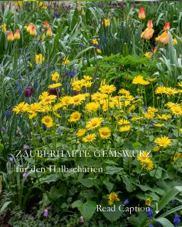 Gemswurz, Frühlingsmargerite oder bot. Doronicum, ist eine früh blühende Staude mit leuchtend gelben Korbblüten. Sie zieht alle Blicke auf sich, insbesondere wenn sie mit blau, rot oder violett blühenden Frühlingsblumen kombiniert wird. Dazu zählen insbesondere Buschwindröschen, Traubenhyazinthen oder Tulpen.
Standort: Halbschatten, Lehmboden, guter normaler Gartenboden, kalkhaltig, ohne Staunässe
Je sonniger der Standort, desto wichtiger ist Feuchtigkeit
Warum pflanzen?
+Gemswurz liefert schon ab April Nektar und Pollen für Bienen und andere Insekten.
+Sie hat eine lange Blütezeit. 
+Die Staude kann jahrelang am gleichen Standort bleiben. Erst wenn sie blühfaul wird sollte man sie im Herbst teilen und an eine neue Stelle mit frischer Erde setzen.
Gemswurz pflegen:
+ Streuen Sie im März einen org. Volldünger oder Kompost.
+ Gießen Sie bei Trockenheit.
+ Schneiden Sie die Staude im Herbst bodennah zurück.
+ Schneiden Sie Verblühtes zeitnah ab. Sie verlängern dadurch die Blütezeit und verhindern gleichzeitig die Selbstaussaat.
Schädlinge?
Schnecken bilden beim Austrieb der Staude eine Gefahr. 
Krankheiten?
Keine
Mehr über die zauberhafte Gemswurz, Aussaat, Tipps & Tricks im Gartenblog
https://www.wo-blumenbilder-wachsen.de/gemswurz-gaemswurz-Doronicum/
Kurz: https://www.insbeet.de/gemswurz
#Stauden #frühlingsblumen #pflanzenwissen #gartenwissen #gartentipps #insektenpflanzen #frühlingsboten #bienenweide #aussaat #Staudengarten #Blumen #omsystemde