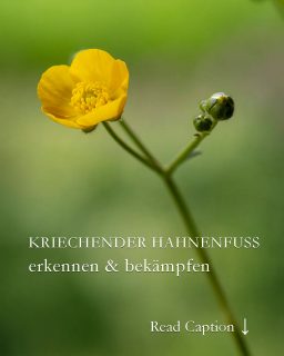Kriechender Hahnenfuß, insektenfreundlich aber extrem lästig
Nicht jedes hübsch blühende Kraut darf im Garten ungeschoren bleiben! Das gilt ganz besonders für den Kriechenden Hahnenfuß aka Butterblume. Wer seinen Garten liebt, bekämpft rechtzeitig jede einzelne Pflanze.
+ Das Pioniergewächs wächst auf Äckern, Wiesen, Wegen und taucht auch überall im Garten auf
+ Es ist eine Zeigerpflanze für verdichteten, lehmigen, feuchten, sauren Boden.
+ Kriechender Hahnenfuß vermehrt sich durch Ausläufer und wurzelt nur etwa 25 cm tief.
+ Die Pflanze ist giftig, auch für Kühe.
+ Sie ist hoch allergen und sollte besser nur mit Handschuhen angefasst werden.
Warum Hahnenfuß bekämpfen?
+ Weil das robuste Wildkraut andere Pflanzen verdrängt.
+ Wo Hahnenfuß wächst, geht die Wiese kaputt.
Wie wird man Kriechenden Hahnenfuß wieder los?
+ Rechtzeitig ausstechen
+ Wiese: vertikulieren, sanden und kalken mit Gartenkalk
+ Boden lockern
Wehret den Anfängen!
Entsorgen Sie Hahnenfuß nicht im Kompost, sondern im Hausmüll. Kriechender Hahnenfuß vermehrt sich durch jedes einzelne Wurzelstück, das im Boden verbleibt.
Kriechender Hahnenfuß, insektenfreundlich, aber extrem lästig
https://www.wo-blumenbilder-wachsen.de/als-kriechender-unkraut-wurde/
Kurz: https://www.insbeet.de/Hahnenfuss
#garten #unkraut #hahnenfuß #gartentipps #gartenwissen #natur #bienenfreundlich #naturgarten #gartenarbeit #meingarten #gartenfragen #gartenblog #blumengarten #kleingarten #blumenbeet #gartenjahr #schrebergarten #gartenzeit
