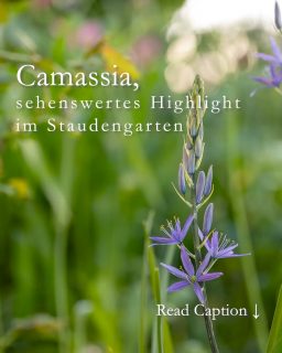 Camassia, botanisch Camassia leichtinii, auch Prärie-Lilie oder Präriekerze stammt ursprünglich aus dem Wilden Westen Nordamerikas und stand bei indigenen Ureinwohnern mit auf dem Speiseplan. Das gilt jedoch nur für die Sorte C. quamash. Gartenfreude pflanzen Camassia jedoch wegen ihrer Schönheit und weil sie wunderbar in ein Frühlingsbeet passt, zusammen mit mehrjährigen späten Tulpen und Narzissen.
Blüte und Blütezeit:
Der gut sortiert Blumenzwiebelhandel führt weiße, rosa, azurblaue und blaue Sorten.
Blütezeit ist ab Mitte April bis Anfang Mai.
Prärie-Lilien aka Präriekerzen sind bei Wildbienen und Hummeln sehr beliebt.
Standort:
Halbschatten, aber auch im Schatten blüht die Prärie-Lilie zuverlässig. In der Sonne verblühen die Geophyten (Zwiebelblumen) zu schnell.
Boden:
Präriekerzen wachsen in jedem guten Gartenboden, er darf auch gerne lehmig sein. Je sandiger der Boden, desto mehr möchte Camassia vom Austrieb bis zur Blüte gegossen werden.
Pflanzen und pflanzen:
+ Pflanzzeit ist im Herbst von September bis November.
+ 15 cm tief, 30 cm Abstand von Zwiebel zur nächsten Zwiebel bzw. zur nächsten Staude. Wenn der Pflanzabstand geringer ist, kommen sich die Pflanzen spätestens nach 2 Jahren in Gehege. Denn Camassia bildet Tochterzwiebeln und bilden rund um die Mutterpflanze sehenswerte Tuffs.
+ Nicht in Reihen pflanzen, sondern einzeln oder in kleinen Tuffs zu dritt zwischen Stauden und Gräser.
+ Schneiden Sie nach der Blüte den Blütenstiel bodennah ab, lassen aber die Blätter stehen, bis sie im Laufe des Sommers von alleine welken.
Mein Fazit:
Camassia ist ein besonderes Highlight in einem naturnahen Garten. Ihre sehenswerten Kerzenblüten füllen die Lücke zwischen Tulpen und Akeleien und ihre Blätter bleiben lange stabil, so dass sie wie ein breites Gras wirken und ihr langsames Verwelken nicht weiter stört.
Erfahren Sie weitere Details zur schönen Camassia im Gartenblog
https://www.wo-blumenbilder-wachsen.de/camassia-praerie-lilie-praeriekerze/
Kurzlink: https://www.insbeet.de/Camassia