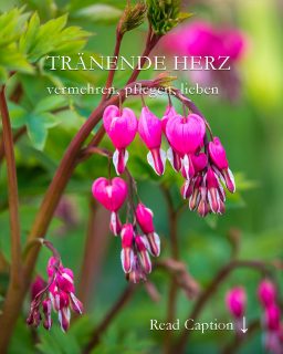 Das Tränende Herz, bot. Lamprocapnos spectabilis / früher Dicentra spectabilis, ist eine überaus hübsche Staude. Sie blüht im Frühling (April / Mai) mit unzähligen rosa, pinken, roten, weißen oder gelben Herzblüten. Das filigrane gelbe Tränende Herz kann sogar klettern und ist eine echte Rarität.
Tränende Herzen bringen Licht und Farbe in triste, dunkle Gartenecken und schon deswegen sollten sie in keinem Garten fehlen. Zudem ist sie absolut pflegeleicht.
+ Regelmäßiges Ausputzen verlängert die Blütezeit.
+ Vermehren durch teilen der "Rübenwurzel". Nach der Blüte ist die beste Zeit dafür.
+ Dicentra vermehrt sich auch durch Selbstaussaat, wenn man Verblühtes nicht schneidet. Die markanten Sämlinge erkennt das geübte Auge im Frühling sofort.
+ Standort Halbschatten, absonnig, schattig.
+ Boden: Jeder normale Gartenboden ist gut.
+ Besonderheit: Nach der Blüte "verschwindet" das rosa und rote Tränende Herz und hinterlässt eine Lücke im Beet.
Lückenfüller, Pflanzpartner und weitere Pflegetipps im Blog:
https://www.wo-blumenbilder-wachsen.de/traenende-herz-lamprocapnos-dicentra/
Kurz: https://www.insbeet.de/Herz
#herzblume #dicentra #liebe #geschenk #lebenmitblumen #garten #gartentipps #gartenwissen #lieblingspflanzen #romantisch #gartenliebe #gartengestaltung #Lamprocapnos #stauden #natur #gartensaison #gartenpflege #staudengarten #pflanzenpflege #blumen #pflanzenliebe #frühling #gartenfragen #herzen #pflanzen #plants #meingarten #dekoration #blumenbeet #omsystemde