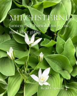 Milchsterne zum Verwildern
Milchsterne, Ornithogalum, sind ideale Frühlingsblumen für Anfänger.
+ Die Zwiebelgewächse blühen von selbst
+ brauchen keinerlei Pflege
+ welken schnell
+ und machen dann wieder Platz für anderes.
++ Aber ... sie sind leider auch giftig
++ Sie können bei Hautkontakt lästige Ekzeme auslösen
++ Vorsicht: Milchstern enthalten Steroide und die gehen aufs Herz.
++ Es besteht Handschuhpflicht - nicht nur für Allergiker.
+++ Milchstern verwildern gerne und suchen sich ihren Platz am liebsten selber aus. Einmal im Garten und zack blühen sie nächstes Jahr irgendwo zwischen Stauden. Mir gefällt das sehr.
Ansonsten viel Lob für die blüh- und vermehrungsfreudigen Milchsterne. Einfach Zwiebeln in den Garten pflanzen und machen lassen!
Im Blog: Milchsterne, pflegeleichte Zwiebelgewächse zum Verwildern
https://www.wo-blumenbilder-wachsen.de/milchsterne/
Kurzlink: http://www.insbeet.de/Milchsterne
#zwiebelgewächse #milchsterne #ornithogalum #frühlingsblumen #spring #blumen #verwildern #wildwuchs #frühling #blumenliebe #pflanzenliebe #gartenwissen #gartentipps #frühlingsboten #giftig #lebenmitblumen #blumengarten #instaflowers #garten #gärtnern #Giftpflanzen #omsystemde