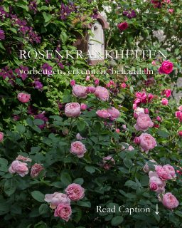 13 TIPPS für gesunde Rosen
Rosenkrankheiten müssen nicht sein. Die wichtigsten Regeln sind:
+ Pflanzen widerstandsfähige blattgesunde Rosen
+ an einen guten luftigen Standort
+ beugen Sie rechtzeitig vor
+ Rosen richtig zu düngen hilft auch im Kampf gegen Rosenkrankheiten
+ Rosen zu schneiden lässt sie schneller & besser durchtreiben.
+ Kümmernde Rosen machen keine Freude.
+ Schaffen Sie Platz für eine neue Rose an einem besseren Platz.
Diese und weitere Tipps zur Auswahl gesunder Rosen und ihre Pflege im Blog.
Rosenkrankheiten vorbeugen & behandeln. 13 wirksame Maßnahmen
https://www.wo-blumenbilder-wachsen.de/rosenkrankheiten-vorbeugen-heilen/
Kurz: https://www.insbeet.de/Rosenkrankheiten
Inspiration: http://www.insbeet.de/Rosenbilder_zum_Verlieben
#rosen #rosenliebe #rosengarten #düngen #dünger #meingarten #gärtnern #gartentipp #gartenwissen #pflanzenliebe #gartentipps #blumengarten #nachhaltiggärtnern #schönergarten #omsystemde #pflanzenwissen #gärtnerglück #lebenmitblumen #gartenpflanzen #blumenbeet #ziergarten #pflanzen #gartenzeit #gartenblogger #gartenfragen #wirliebenpflanzen #pflanzenpflege