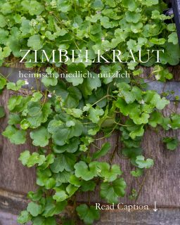 Zimbelkraut aka Mauer-Zimbelkraut ist ein äußerst robuster und genügsamer Bodendecker. Die mehrjährige, krautige Pflanze wird nur 5-10 cm hoch und bildet flache Matten aus herzförmigen glänzenden Blättern. Dazwischen sitzen zweifarbige winzige Blüten auf roten Stielen und locken Wildbienen und Schwebfliegen an.
Zimbelkräuter kommen ursprünglich aus den Gebirgsregionen Italiens werden jedoch seit dem Mittelalter bei uns kultiviert. Zunächst als Heilkraut in Klostergärten und von da eroberten die vitalen Vagabunden die ganze Welt.
+ Zimbelkraut blüht vom zeitigen Frühling bis September
+ Es ist eine sichere Bienenweide
+ Das Kraut sieht immer adrett und sauber aus.
+ Es begrünt Steine, Schotter und alte Gemäuer, ohne sie zu beschädigen.
+ Es wallt Hochbeete oder Betonpflanzsteine hinunter oder klettert sie hinauf.
+ Zimbelkraut sitzt in Spalten und Fugen, wo es immer ein bisschen feucht ist, auch im Sommer.
+ Zu entdecken auch gerne in alten Burgen und Ruinen
+ keine Pflege
+ keine Krankheiten,
+ keine Schneckengefahr
+ keine Spalte zu klein
+ kein Gramm Humus zu viel
++ Herzförmige Blättchen und süße, zweifarbige Blüten. Viele.
Alles weitere im Blog:
Bienenweide Zimbelkraut, heimisch, niedlich, nützlich
https://www.wo-blumenbilder-wachsen.de/zimbelkraut/
Kurzlink: https://www.insbeet.de/Zimbelkraut
#bodendecker #bienenweide #bienenfreundlich #wildblumen #gartenwissen #pflanzenwissen #pflanzentipps #staudengarten #gartenideen #gartengestaltung #gartenfragen #pflanzenpower #heilkräuter #naturgarten #gartentipps #wildkräuter #insektenfreundlich #lebenmitblumen #gärtnern #gartentipp #heilpflanzen #pflanzenfreude