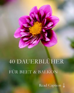 40 pflegeleichte Dauerblüher für Beet und Balkon
Jeder will pflegeleichte Dauerblüher, doch nur wer ihre Ansprüche kennt und erfüllt, bekommt auch die gewünschte Blütenpracht bis zum Frost. Mit der Auswahl der besten und genügsamsten Sommerblumen und Stauden fängt die Freude im Garten so richtig an.
Mit dabei
+ Bidens
+ Begonien
+ Dahlien
+ Der Blaue Paul
+ Fächerblume
+ Elfenspiegel
+ Fleißiges Lieschen
+ Fuchsien
+ Kongolieschen
+ Kosmea, Schmuckkörbchen
+ Super-Sonnenblume
+ Kokardenblumen
+ Löwenmäulchen
+ Staudenwicken
+ Verbenen
+ Perlagonien
+ Prachtkerze, Gaura
+ Duftsteinrich
+ Fetthennen
+ Tagetes
+ Schwarzäugige Susanne
+ Glockenrebe
+ Katzenminze
+ Trichterwinde
+ Zinnien
und viele mehr
Im Blog: 40 pflegeleichte Dauerblüher für Beet & Balkon
https://www.wo-blumenbilder-wachsen.de/pflegeleichte-dauerblueher-garten/
Kurz: https://www.insbeet.de/Pflegeleichte_Dauerblueher
#gartentipps #garten #gartenwissen #gartenliebe #lebenmitblumen #gartengestaltung #pflanzen #pflanzenliebe #pflegeleicht #pflanzenfreude #blumen #blumengarten #blumenbeet #blumenwissen #bienenweide #blüht #stauden #staudengarten #staudenbeet