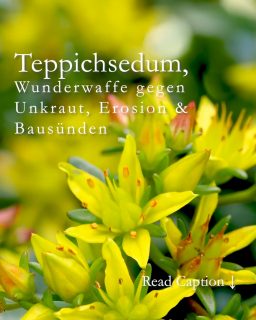 Bodendecker Teppichsedum
Meine beste Wunderwaffe gegen Unkraut, Erosion & Bausünden
Teppichsedum aka Mauerpfeffer ist eine vielseitig einsetzbare, immergrüne Polsterstaude die Matten bildet und rasch alles begrünt. Sie wird, je nach Sorte nur etwa 5 bis 10 cm hoch, wächst jedoch zügig in die Breite.
Mauerpfeffer erobert Mauern, begrünt Dächer und trockene Schotterpisten, kaschiert hässliche Betonpflanzsteine und andere Bausünden im Garten. Die genügsame Bodendecker säumt Stufen und Treppen, befestigt Böschungen und Hangbeete und hält Gartenwege sauber. Kurz: Wo Teppichsedum wächst, hat man viel weniger „Strafarbeit“ im Garten, Kaukasus-Sedum unterdrückt sogar Unkraut!
• Standort: Sonne pur.
• Kaukasus-Fetthenne, bot. Sedum spurium, und Goldsedum, bot. Sedum floriferum gedeihen auch im Halbschatten.
• Verträgt lang anhaltende Hitze und Trockenheit
• Ist absolut Winterhart
• Braucht keinen Dünger
• Muss NIE gegossen werden
• Braucht KEINE Pflege
• Felsen-Mauerpfeffer, bot. Sedum reflexum wächst auf NICHTS, sogar im Kiesstreifen vor dem Haus.
• Teppichsedum ist bienenfreundlich
Der Bodendecker vermehrt sich durch Sprossen: Aus jedem einzelnen Spross wird eine neue komplett neue Pflanze. Wer das Kraut vermehren will, muss es nicht „richtig“ pflanzen, sondern einfach Sprossen oder Ausläufer an die gewünschte Stelle legen bzw. setzen.
Wer mag kann so auch einfach ganze Polster teilen und versetzen.
Fazit: Je mehr von dieser genialen Wunderwaffe im Garten wächst, desto größer die Freude und desto weniger mühsame Gartenarbeit.
Im Blog: Meine 5 besten Teppichsedum in Wort und Bild
https://www.wo-blumenbilder-wachsen.de/teppichsedum-bodendecker-sonne/
Kurzlink: https://www.insbeet.de/Bodendecker
#Stauden #Polsterstauden #Bodendecker #Garten #Unkrautbekämpfen #Mauerpfeffer #Sedum #omsystemde #gartenwissen #gartentipps #lebenmitblumen