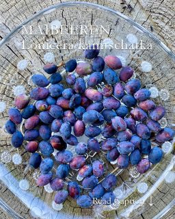 Maibeeren, leckeres Superfood, einfach selber kultivieren
Maibeeren tragen viele Namen: Sibirische Blaubeeren, Honigbeeren, Erstbeeren, botanisch Lonicera kamtschatka. Die Beeren sind die ersten des Jahres und sollten in keinem (Topf-)Garten fehlen. Es sind unkomplizierte Beerensträucher, die mit jeder Gartenerde zurechtkommen. Dies im Gegensatz zu Kultur-Heidelbeeren, die bekanntlich saures Substrat brauchen.
+ Standort: Sonne bis Halbschatten
+ Der Strauch blüht, je nach Sorte, schon im Februar / März.
+ Ernte: ab Mitte Mai
Maibeeren sind sehr lecker, erinnern an Kulturheidelbeeren und sind sehr gesund. Sie enthalten große Mengen antioxidativ wirksame Anthocyane, Vitamin C, Vitamin A, Vitamin E, Eisen, Kalzium, Magnesium und Phosphor. Die enthaltenen Bitterstoffe (Phenole) sind entzündungshemmend, antioxidativ und blutdrucksenkend.
+ Maibeeren sind absolut winterhart, halten tiefste Frostgrade aus - selbst im (großen) Pflanzkübel.
Im Blog: Tipps zu Sorten und ihre Unterschiede, Pflege, Schnitt & Verwendung
https://www.wo-blumenbilder-wachsen.de/maibeeren-echtes-superfood/
Kurzlink: https://www.insbeet.de/Maibeeren
#Beeren #Superfood #Garten #Maibeeren #Blaubeeren #lecker #gesundesfrühstück #gesund