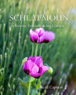 Schlafmohn im Garten, die verbotene Schönheit
Da blüht er ja wieder. Dieses Jahr hat sich Schlafmohn in der Gartenmauer zwischen Lavendel, Allium, Gartensalbei und Goldsedum versteckt und reckt nun wacker seine lila Blüten in die Sonne. Glück gehabt.
Ginge es nach dem Gesetz hätte ich jäten müssen. Aber in meinem Garten wachsen so viele unterschiedliche Mohne, bevor sie blühen, kann (und will) ich sie nicht von einander unterscheiden.
Mohn ist eine Kultur- und Bienenpflanze und wird nachweislich ab ca. 6000 v. Chr. angebaut. Man gewinnt aus ihm Mohnsamen u. a. für allerlei Gebäck und Mohnöl. In Österreich darf man Schlafmohn anbauen, auch im großen Stiel. Hierzulande braucht selbst der Kleingärtner dafür eine kostenpflichtige Genehmigung. Ich nenne das Behörden-Irrsinn. Völlig zwecklos, denn Schlafmohn kann nicht lesen und wächst deswegen exakt da, wo er will.
Im Blog: Schlafmohn im Garten mit Bildern und Videos
https://www.wo-blumenbilder-wachsen.de/schlafmohn-im-garten/
Kurzlink: https://www.insbeet.de/Schlafmohn
#mohn #papaver #poppy #arzneimohn #pflanzen #pflanzenliebe #plants #blumen #gartengestaltung #blumenwissen #natur #meinschönergarten #gartenwissen #gartentipps #garten #schlafmohn #blumengarten #gartenfragen #gartenliebe #lebenmitblumen #gartenblog #verboten