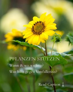 Pflanzen stützen oder nicht ist (k)eine Glaubensfrage, sondern eine Frage des Standorts & des richtigen Düngers, der Wuchshöhe & der Pflanzgemeinschaft.
Nach dem vielen Regen sind viele Stauden, in die Höhe geschossen. Höchste Zeit sie zu stützen, damit sie beim nächsten Windzug nicht kippen. 
+ Welche Stützen sind für welche Pflanzen optimal?
+ Welche Pflanzen kommen gänzlich ohne Stäbe aus? 
+ Welche Stützen sind praktisch und kostenlos? 
+ Wie können Pflanzpartner sich gegenseitig unterstützen?
+ Warum mehr Kalium und weniger Stickstoff?
++ Stauden, die man jetzt besser stützen sollte.
Pflanzen stützen, aber richtig. 5 Tipps
https://www.wo-blumenbilder-wachsen.de/pflanzenstuetzen-aber-richtig/
Kurzlink: https://www.insbeet.de/Pflanzenstuetzen
#pflanzenstützen #stütze #pflanzen #pflanzenliebe #gartenideen #blumen #garten #gartengestaltung #stauden #gartenwissen #gartentipps #gartentipp #gartenglück #gärtnern #gartenliebe #meingarten #pflanzenpflege #gartenzeit #pflanzenfreude #grünerdaumen #gartenpflege #gartenfragen #pflanzenwissen #blumenliebe #blumenbeet #vorgarten #staudengarten #lebenmitblumen