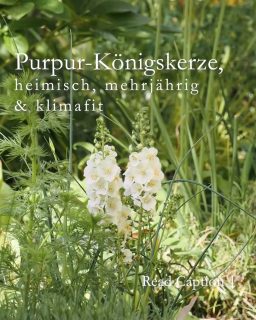 Die Purpur-Königskerze ist eine Gewinnerin des Klimawandels. Sie liebt heiße und trockene Standorte und ist die Idealbesetzung für einen naturnahen kleinen Garten in sonniger Lage.

Was ist das Besondere?

Purpur-Königskerzen, botanisch Verbascum phoeniceum sind echte Stauden und zwar die einzigen Stauden unter den Königskerzen.
V. phoeniceum werden, je nach Sorte, nur 60 – 100 cm hoch und blühen purpur, rosa oder weiß. Dies im Gegensatz zur mannshohen, gelb blühenden Königskerze, die weithin sichtbar auf Brachflächen wächst.

+ Kleine Königskerze vermehren: Entweder säen und bis zur ersten Blüte in 2-3 Jahren geduldig sein oder auf Selbstaussaat hoffen. Saatgut liefert der Fachhandel. Experten vermehren die Staude über Wurzelstecklinge.

+ Blüte: Die Blütezeit beginnt ab Anfang Mai und dauert wochenlang bis etwa Mitte Juni.

+ Boden: Gut drainierter Gartenboden, in dem Wasser gut abfließen kann. Staunässe wird nicht vertragen. Achten Sie darauf, die flache grundständige Blattrosette nicht mit Erde zu bedecken.

+ Standort: Volle Sonne!

+ Pflege: Nicht nötig. Die Staude liebt mageren Boden und verträgt Hitze & Trockenheit.

+ Schnitt: Schneiden Sie im Spätherbst verwelkte Blumenstiele bodentief ab. Sie können mit dem Schnitt auch bis zum Vorfrühling warten. Das erhöht die Chancen für eine erfolgreiche Selbstaussaat und bietet Insekten ein Winterquartier bzw. Vögeln Nahrung.

+++ Königskerzen sind heimisch und wahre Insektenmagneten
+++ Schnecken fressen keine Königskerzen

Im Gartenblog: Pflanzpartner, Krankheiten (keine), Schädlinge (nicht wirklich) u. vieles mehr
https://www.wo-blumenbilder-wachsen.de/purpur-koenigskerze-verbascum/

Kurzlink: https://www.insbeet.de/koenigskerze

#verbascum #staudenbeet #naturgarten #bienenfreundlich #insektenfreundlich #staudengarten #königskerze #lebenmitblumen