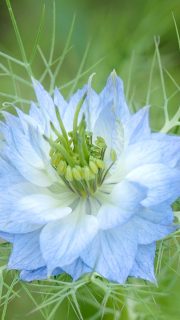 Jungfer im Grünen, Nigella damascena
Jungfer im Grünen trägt viele Namen: Braut mit Haaren, Garten-Schwarzkümmel, Gretl im Busch oder die Venushaarige. Die hübsche Sommerblume blüht ab Juni in Blau, Weiß oder Rosa und ist toll, um Blumensträuße locker und leicht zu füllen. Dafür sorgen ihre "Haare", feine, nadelartige Blätter, die Blüten und Knospen wie ein Gespinst umgeben.
Einmal im Garten kommt die Sommerblume jedes Jahr wieder. Vorausgesetzt, man lässt ihre Samenkapseln so lange stehen, bis sie sich öffnen und ihre Fracht dem Wind übergeben.
Die Samen der Jungfer im Grünen sind leicht giftig und sollte man nicht essen, auch wenn es heißt, er schmeckt nach Waldmeister. Im Gegensatz zu Echten Schwarzkümmel, der in der Orientalischen Küche gerne verwendet wird.
Im Gartenblog
+ Darum Nigella
+ Nigella säen und verwildern befördern
+ Schädlinge? Keine!
+ Pflanzenpartner
+ Jungfer im Grünen für die Vase
+ Echter Schwarzkümmel in Küche und Medizin
Jungfer im Grünen, Nigella einfach säen und lieben
https://www.wo-blumenbilder-wachsen.de/jungfer-im-gruenen-nigella/
Kurz: https://www.insbeet.de/Nigella
#sommerblumen #gartenpflanzen #romantisch #blumengarten #blau #naturgarten #lebenmitblumen #gartentipps #gartenzauber #blumenmachenglücklich #gartenglück #natur #gartentipp #gartenwissen #anzucht #blumenbeet #garteninspiration #kleingarten #bienenweide #gartenliebe #pflanzenwissen #pflanzentipps #bienenliebe #meingarten #blumenkranz #trockenblumen #omsystemde #garten