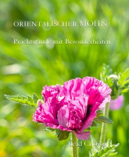 Orientalischer Mohn, Prachtkerl für kurze Zeit
Orientalischer Mohn, bot. Papaver orientalis, auch Türkischer Mohn, Türkenmohn oder Gartenmohn, genannt, ist eine Prachtstaude. Einmal gepflanzt und etabliert kommt sie jedes Jahr wieder. 
Blütezeit: zwischen Ende Mai und Juni 
Blütenfarben: Weiß, Rosa, Pink, Knallrot, Orange
Besonderheit: Die rauen, gezahnten Blätter welken bevor die letzten Blüten ihre Hüllen fallen lassen und bald darauf zieht er sich bis September / Oktober völlig in den Boden zurück.
Tipp: Neben Orientmohn hohe bis mittelhohe Stauden pflanzen, die im Sommer die Lücke im Beet kaschieren. Beispielsweise Astern, Taglilien, Purpur-Sonnenhut, Echter Sonnenhut oder Phlox.
Im Blog: Prachtstaude Orientalischer Mohn pflegen, vermehren, pflanzen, dazu ein Video.
https://www.wo-blumenbilder-wachsen.de/orientalischer-mohn-pflegen/
Kurz: https://www.insbeet.de/Orientmohn
#mohn #staudenmohn #papaver #poppy #klatschmohn #orientmohn #arzneimohn #pflanzen #pflanzenliebe #plants #blumen #staudengarten #staudenbeet #flowerporn #gartengestaltung #blumenwissen #natur #meinschönergarten #gartenwissen #gartentipps #garten #schlafmohn #gartenvideo #blumengarten #gartenfragen #gartenliebe #lebenmitblumen #gartenblog