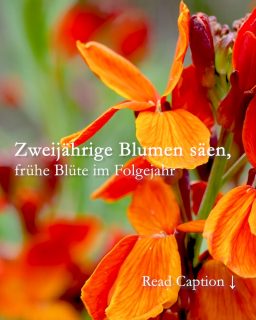 Zweijährige Blumen säen für frühe Blüte im Folgejahr 

Zweijährige Blumen werden im Frühsommer gesät, blühen aber erst im Frühling des kommenden Jahres. Sie brauchen also zwei Vegetationsperioden um „erwachsen“ zu werden, zu blühen und mit Samen selbst für Nachwuchs zu sorgen. 

+ Säen Sie Zweijährige Blumen ab Mitte Juni bis Anfang August in Saatschalen oder in ein frei gewordenes Frühbeet. 

+ Verziehen Sie zu dicht stehende Sämlinge, damit sie sich nicht gegenseitig behindern.

+ Pinzieren Sie die Sämlinge damit sie buschig wachsen. 

+ Pflanzen Sie die Jungpflanzen ab Ende August / Anfang September endgültig ins Beet. Warten Sie mit dem Auspflanzen bis die größte Sommerhitze vorbei ist.

+ Zweijährige Blumen brauchen keinen Winterschutz, sie halten Frost, Schnee & Winternässe problemlos aus.

Beliebte Zweijährigen Blumen
•	Akelei
•	Aurikel
•	Bartnelken
•	Bellis
•	Einjähriger Rittersporn 
•	Fingerhut
•	Glockenblumen
•	Nelken 
•	Hornveilchen 
•	Islandmohn
•	Königskerze
•	Pfingstveilchen
•	Primeln
•	Stockrosen / Stockmalven
•	Stiefmütterchen
•	Vergissmeinnicht
Tipp: Lesen Sie die Anweisungen auf der Samentüte und beachten Sie sowohl Aussaatzeit als auch Keimtemperatur.

Weitere Tipps über Zweijährige Blumen in Wort und Bild:

https://www.wo-blumenbilder-wachsen.de/zweijaehrige-blumen/

Kurz: https://www.insbeet.de/Zweijaehrige_Sommerblumen

#sommerblumen #aussaat #zweijährige #blumengarten #blumen #lebenmitblumen #pflanzenliebe #garten #gartenwissen #gartentipps #gartenblog #blumenbeet #pflanzen #gartenliebe #landleben #gartengestaltung #natur #naturliebe #meinschönergarten #meingarten #lumixphotography