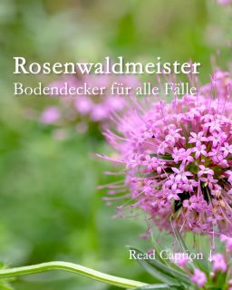 Rosenwaldmeister
Bodendecker für alle Fälle
Rosenwaldmeister aka Scheinwaldmeister, bot. Phuopsis ist ein genügsamer Bodendecker mit vielen Talenten.
Standort und Boden:
+ von sonnig bis schattig
+ wächst in jeden normalen Gartenboden
+ ist wintergrün & frostfest
+ begrünt dauerhaft Baumscheiben, Böschungen, Steingärten, Freiflächen,
+ Hangbeete und Pflanzsteine
+ legt sich Rosen zu Füßen
+ Blütezeit ab Juni bis August
+ quirlige Triebe werden etwa 30 cm lang und 15 cm hoch
Pflege
+ Rückschnitt im März
+ Rückschnitt nach der Blüte förder einen Neuaustrieb
+ leichte Düngung mit Kompost oder Staudendünger im Frühling
+++ Rosenwaldmeister zieht Bienen und Schmetterlinge an
+++ Schnecken verschmähen ihn
Einmal gepflanzt wächst und gedeiht Rosenwaldmeister von ganz alleine. Wahrlich meisterlich!
Im Blog: Video, Tipps, Pflanzpartner in Wort und Bild
https://www.wo-blumenbilder-wachsen.de/scheinwaldmeister-rosenwaldmeister/
Kurzlink: https://www.insbeet.de/Rosenwaldmeister
