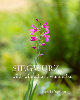 Siegwurz, wilde Schönheit für den Naturgarten
Siegwurz, aka Byzantinische Wildgladiole ist eine hübsche Ährenblume mit pinken Blüten. Im Gegensatz zu prunkvollen Schmetterlings-Gladiolen wird Siegwurz nur etwa 70 cm hoch. Sie ist in Europa heimisch und hierzulande winterfest, bleibt also im Winter im Beet.
+ Standort: sonnig bis leicht halbschattig
+ Boden: normaler Gartenboden
+ Pflege: setzen, wachsen & blühen lassen.
+ Nach der Blüte Stiele abschneiden, die Blätter jedoch stehen lassen bis sie von alleine welken.
+ Blütezeit: Ende Mai / Juni
+ Vermehrung über Tochterzwiebeln oder Selbstaussaat
+ Pflanzzeit: September bis Dezember!
Im Blog: Siegwurz, wild, winterhart, heimisch & ungebunden
https://www.wo-blumenbilder-wachsen.de/siegwurz/
Kurz: https://www.insbeet.de/Siegwurz
#gladiolen #blumengarten #blumenliebe #blumenmachenglücklich #zwiebelblumen #pflanzenliebe #garten #pflanzen #gartenliebe #gartentipps #lebenmitblumen #gartenblog #blumen #gartenwissen #landhausgarten #naturliebe #lebenmitblumen #heimisch #lumixphotography